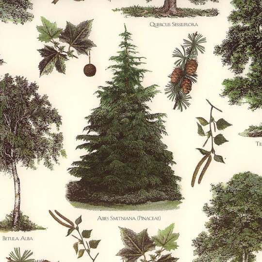 Mixed Trees, Pine Cones & Acorns Italian Paper ~ Tassotti
